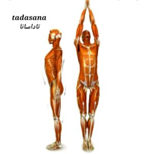 یوگا تاداسانا