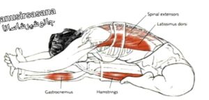 یوگا جانوشیرشاسانا