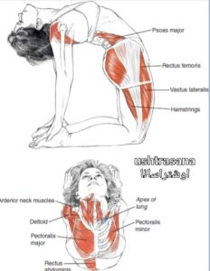 یوگا اوشتراسانا آسانا